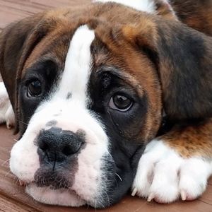 Meet your Posher, Emmy